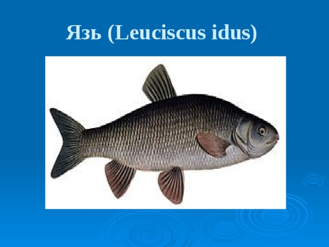 Язь (Leuciscus idus)  