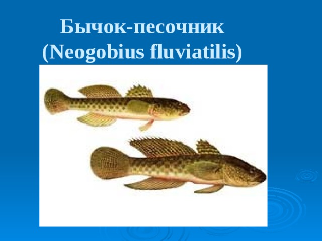 Бычок-песочник  (Neogobius fluviatilis)  