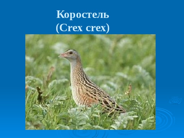 Коростель  (Crex crex)  