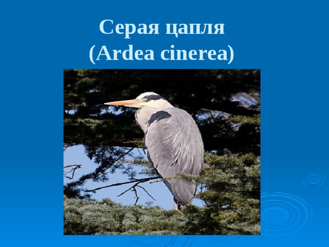 Серая цапля  (Ardea cinerea)  