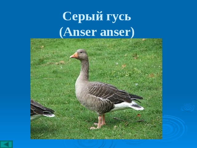 Серый гусь  (Anser anser)  