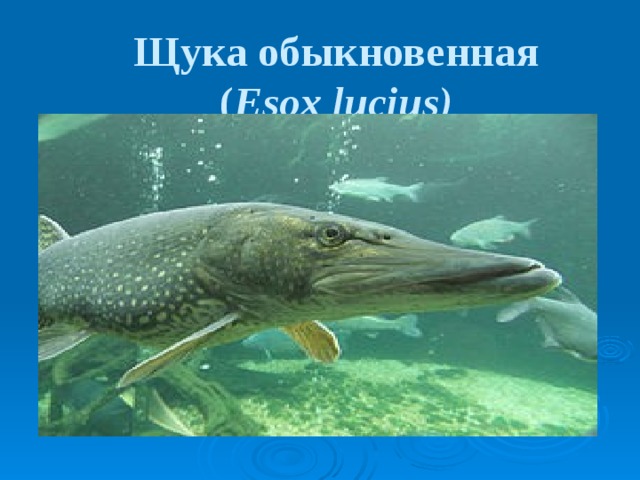 Щука обыкновенная  ( Esox lucius)  