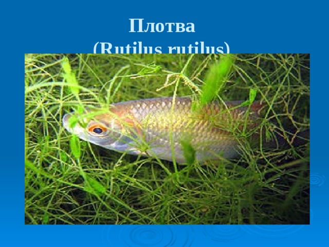 Плотва  (Rutilus rutilus)  