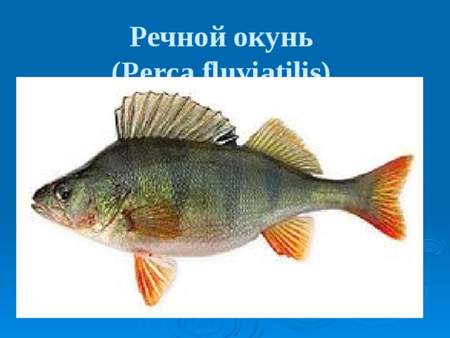 Речной окунь  (Perca fluviatilis)  