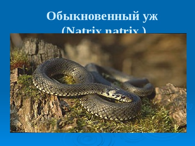 Обыкновенный уж  (Natrix natrix ) 