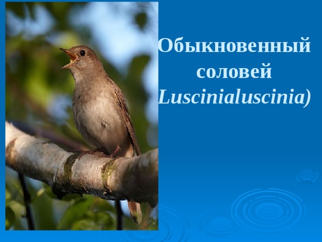 Обыкновенный соловей ( Luscinialuscinia)  