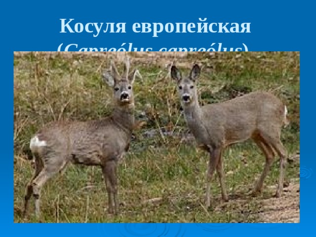 Косуля европейская  ( Capreólus capreólus )   