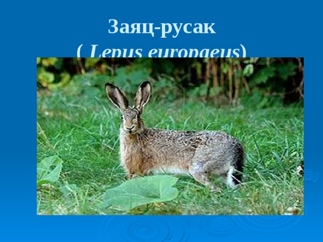 Заяц-русак  (  Lepus europaeus )  