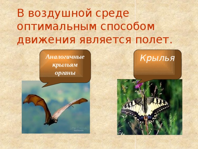 В воздушной среде оптимальным способом движения является полет. Крылья Аналогичные крыльям органы 