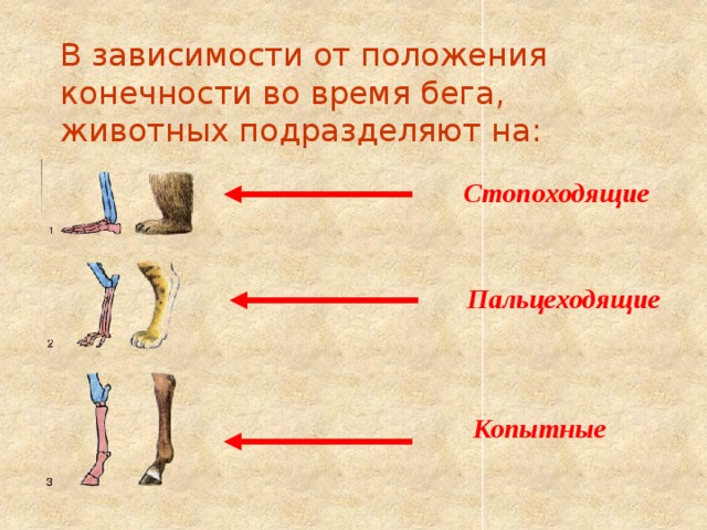 В зависимости от положения конечности во время бега, животных подразделяют на: Стопоходящие Пальцеходящие Копытные 