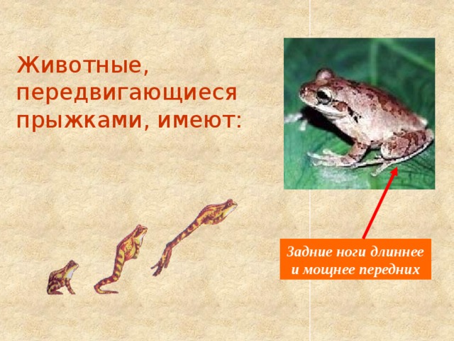 Животные, передвигающиеся прыжками, имеют: Задние ноги длиннее и мощнее передних 