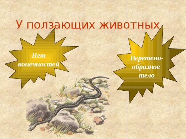 У ползающих животных  Веретено- образное тело  Нет конечностей 