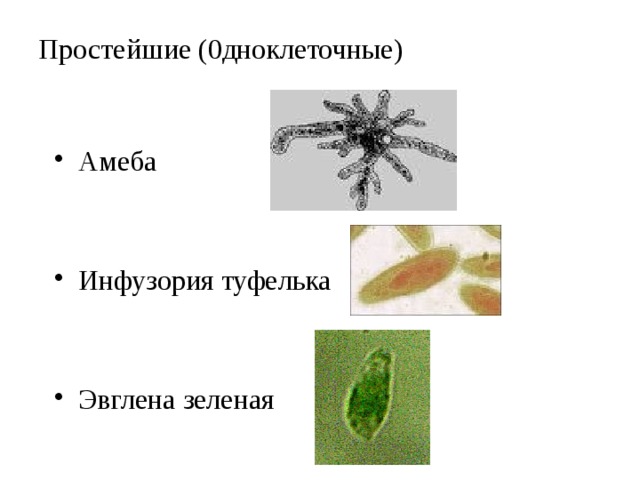 Амеба эвглена инфузория таблица. Инфузория туфелька амеба и эвглена. Амеба и инфузория туфелька. Простейшие амеба инфузория. Амеба инфузория туфелька эвглена зеленая.