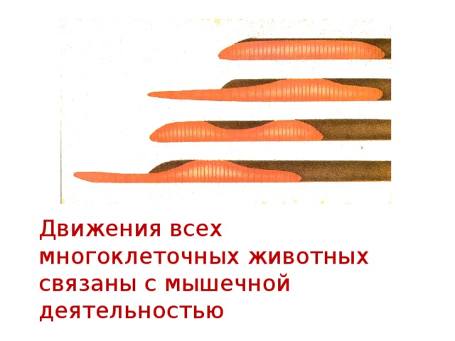 Движения всех многоклеточных животных связаны с мышечной деятельностью 