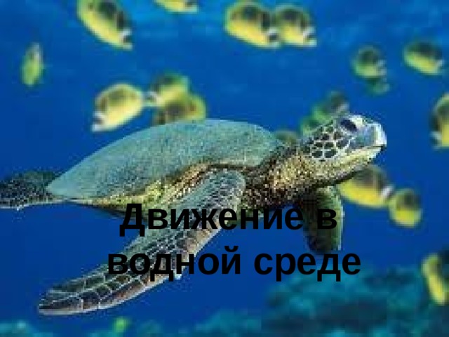 Движение в водной среде 