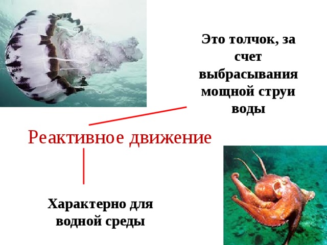 Это толчок, за счет выбрасывания мощной струи воды Реактивное движение Характерно для водной среды 
