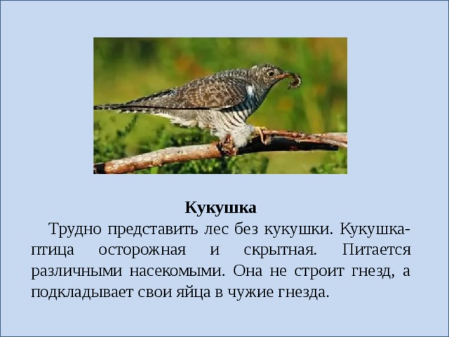 Кукушка Трудно представить лес без кукушки. Кукушка- птица осторожная и скрытная. Питается различными насекомыми. Она не строит гнезд, а подкладывает свои яйца в чужие гнезда. 