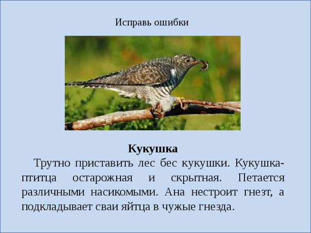 Исправь ошибки Кукушка Трутно приставить лес бес кукушки. Кукушка- птитца остарожная и скрытная. Петается различными насикомыми. Ана нестроит гнезт, а подкладывает сваи яйтца в чужые гнезда. 