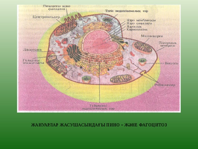 ЖАНУАРЛАР ЖАСУШАСЫНДАҒЫ ПИНО – ЖӘНЕ ФАГОЦИТОЗ 