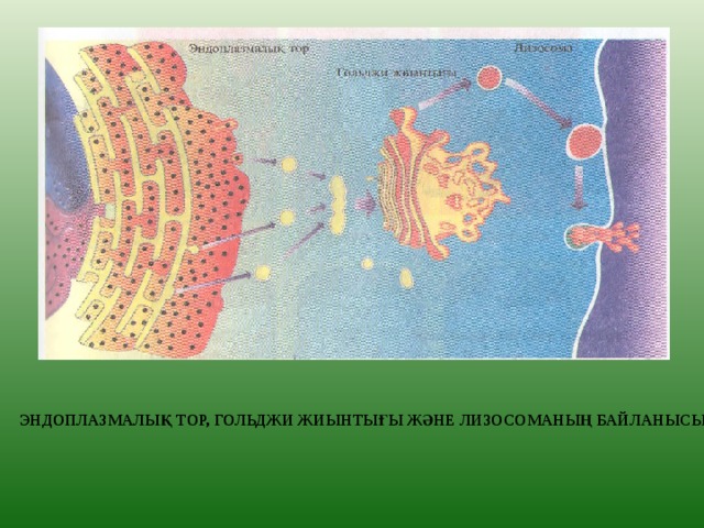 ЭНДОПЛАЗМАЛЫҚ ТОР, ГОЛЬДЖИ ЖИЫНТЫҒЫ ЖӘНЕ ЛИЗОСОМАНЫҢ БАЙЛАНЫСЫ 