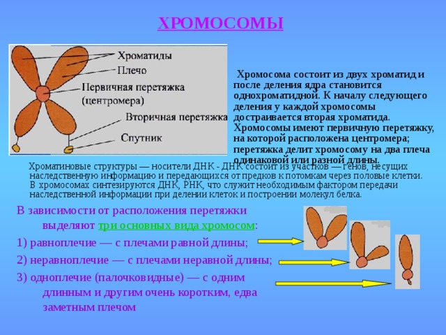 ХРОМОСОМЫ  Хромосома состоит из двух хроматид и после деления ядра становится однохроматидной. К началу следующего деления у каждой хромосомы достраивается вторая хроматида. Хромосомы имеют первичную перетяжку, на которой расположена центромера; перетяжка делит хромосому на два плеча одинаковой или разной длины.   Хроматиновые структуры — носители ДНК - ДНК состоит из участков — генов, несущих наследственную информацию и передающихся от предков к потомкам через половые клетки. В хромосомах синтезируются ДНК, РНК, что служит необходимым фактором передачи наследственной информации при делении клеток и построении молекул белка. В зависимости от расположения перетяжки выделяют три основных вида хромосом : 1) равноплечие — с плечами равной длины; 2) неравноплечие — с плечами неравной длины; 3) одноплечие (палочковидные) — с одним длинным и другим очень коротким, едва заметным плечом 
