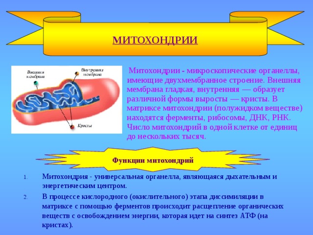 МИТОХОНДРИИ  Митохондрии - микроскопические органеллы, имеющие двухмембранное строение. Внешняя мембрана гладкая, внутренняя — образует различной формы выросты — кристы. В матриксе митохондрии (полужидком веществе) находятся ферменты, рибосомы, ДНК, РНК. Число митохондрий в одной клетке от единиц до нескольких тысяч. Функции  митохондрий Митохондрия - универсальная органелла, являющаяся дыхательным и  энергетическим центром. В процессе кислородного (окислительного) этапа диссимиляции в  матриксе с помощью ферментов происходит расщепление органических  веществ с освобождением энергии, которая идет на синтез АТФ (на  кристах). 
