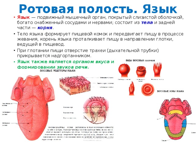 Язык это подвижный мышечный орган. Органы ротовой полости язык. Язык описание органа