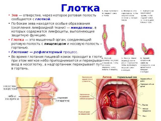 Глотка Зев   — отверстие, через которое ротовая полость сообщается с  глоткой . По бокам зева находятся особые образования (скопления лимфоидной ткани) —  миндалины , в которых содержатся лимфоциты, выполняющие защитную функцию. Глотка  — это мышечный орган, соединяющий ротовую полость с  пищеводом  и носовую полость — с гортанью.  Глотание — рефлекторный  процесс. Во время глотания пищевой комок проходит в глотку; при этом мягкое нёбо приподнимается и перекрывает вход в носоглотку, а надгортанник перекрывает путь в гортань. 