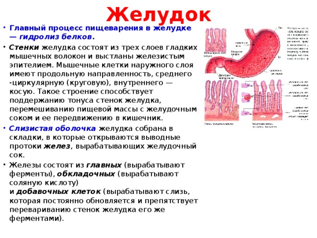 Желудок Главный процесс пищеварения в желудке —  гидролиз белков . Стенки  желудка состоят из трех слоев гладких мышечных волокон и выстланы железистым эпителием. Мышечные клетки наружного слоя имеют продольную направленность, среднего -циркулярную (круговую), внутреннего — косую. Такое строение способствует поддержанию тонуса стенок желудка, перемешиванию пищевой массы с желудочным соком и ее передвижению в кишечник. Слизистая оболочка  желудка собрана в складки, в которые открываются выводные протоки  желез , вырабатывающих желудочный сок. Железы состоят из  главных  (вырабатывают ферменты),  обкладочных  (вырабатывают соляную кислоту) и  добавочных   клеток  (вырабатывают слизь, которая постоянно обновляется и препятствует перевариванию стенок желудка его же ферментами). 