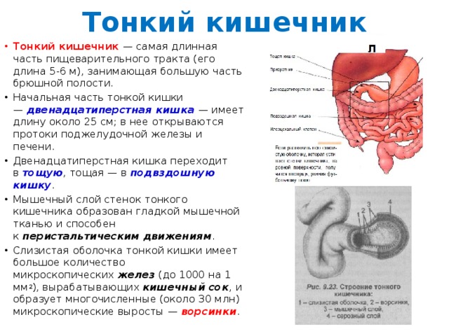 Тонкий кишечник система органов какая. Секрет желез тонкого кишечника. Железы тонкого кишечника функции. Тонкий кишечник секрет железы. Состав секрета желез тонкого кишечника.