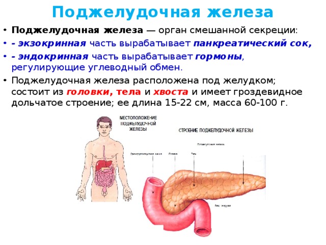 Поджелудочная железа Поджелудочная железа  — орган смешанной секреции: - экзокринная  часть вырабатывает  панкреатический сок, - эндокринная  часть вырабатывает  гормоны , регулирующие углеводный обмен. Поджелудочная железа расположена под желудком; состоит из  головки , тела и  хвоста  и имеет гроздевидное дольчатое строение; ее длина 15-22 см, масса 60-100 г. 