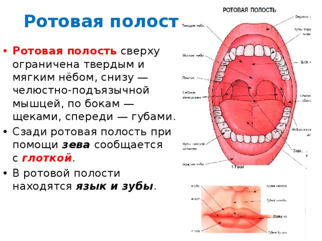 Границы полости рта