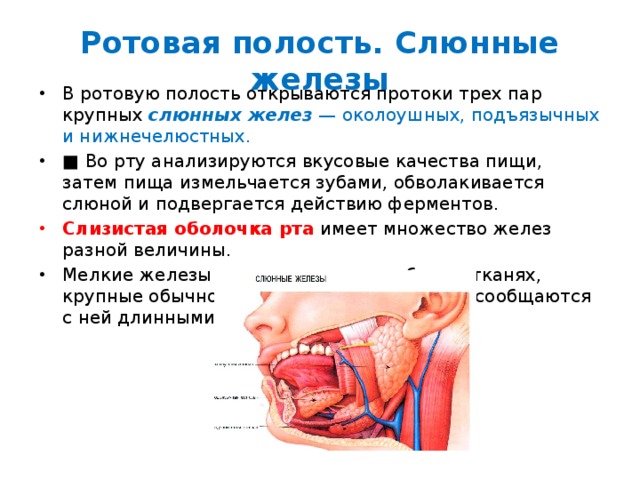 Ротовая полость. Слюнные железы В ротовую полость открываются протоки трех пар крупных  слюнных желез  — околоушных, подъязычных и нижнечелюстных. ■ Во рту анализируются вкусовые качества пищи, затем пища измельчается зубами, обволакивается слюной и подвергается действию ферментов. Слизистая оболочка рта   имеет множество желез разной величины. Мелкие железы расположены неглубоко в тканях, крупные обычно удалены от полости рта и сообщаются с ней длинными выводными протоками. 