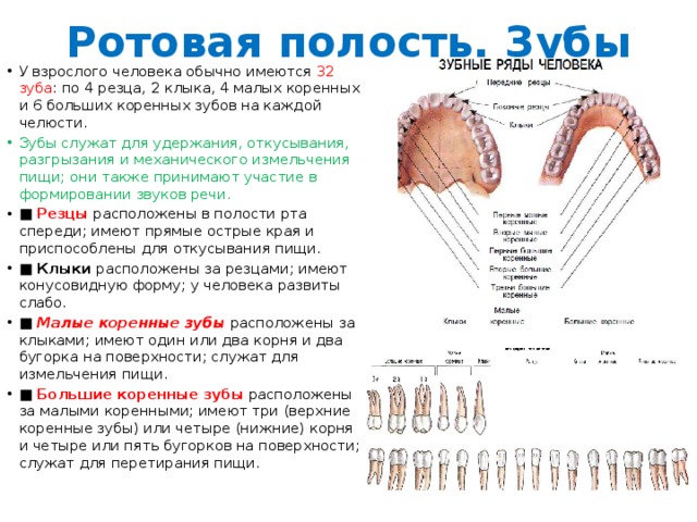 Сколько резцов