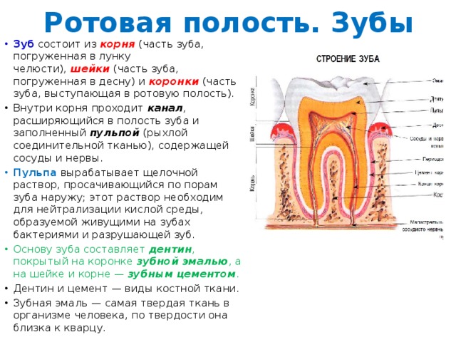 Сообщения полости рта. Строение ротовой полости ЕГЭ. Строение ротовой полости зубы. Ротовая полость состоит из.
