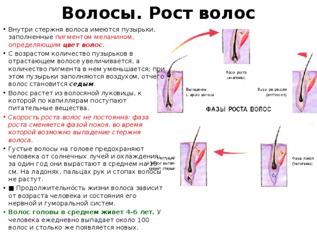 Волосы. Рост волос Внутри стержня волоса имеются пузырьки, заполненные пигментом меланином, определяющим  цвет волос . С возрастом количество пузырьков в отрастающем волосе увеличивается, а количество пигмента в нем уменьшается; при этом пузырьки заполняются воздухом, отчего волос становится  седым . Волос растет из волосяной луковицы, к которой по капиллярам поступают питательные вещества. Скорость роста волос не постоянна: фаза роста сменяется фазой покоя, во время которой возможно выпадение стержня волоса. Густые волосы на голове предохраняют человека от солнечных лучей и охлаждения; за один год они вырастают в среднем на 15 см. На ладонях, пальцах рук и стопах волосы не растут. ■ Продолжительность жизни волоса зависит от возраста человека и состояния его нервной и гуморальной систем. Волос головы в среднем живет 4-6 лет. У человека ежедневно выпадает около 100 волос и столько же появляется новых. 