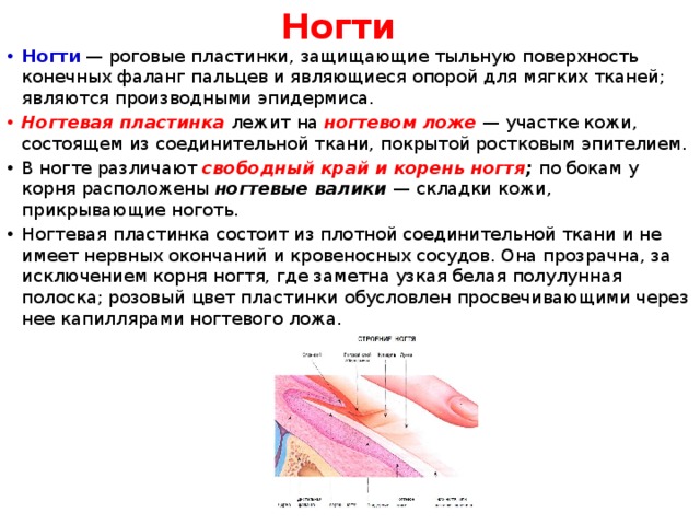 Ногти Ногти   — роговые пластинки, защищающие тыльную поверхность конечных фаланг пальцев и являющиеся опорой для мягких тканей; являются производными эпидермиса.  Ногтевая пластинка лежит на  ногтевом ложе  — участке кожи, состоящем из соединительной ткани, покрытой ростковым эпителием. В ногте различают  свободный край и корень ногтя ;  по бокам у корня расположены  ногтевые валики  — складки кожи, прикрывающие ноготь. Ногтевая пластинка состоит из плотной соединительной ткани и не имеет нервных окончаний и кровеносных сосудов. Она прозрачна, за исключением корня ногтя, где заметна узкая белая полулунная полоска; розовый цвет пластинки обусловлен просвечивающими через нее капиллярами ногтевого ложа. 