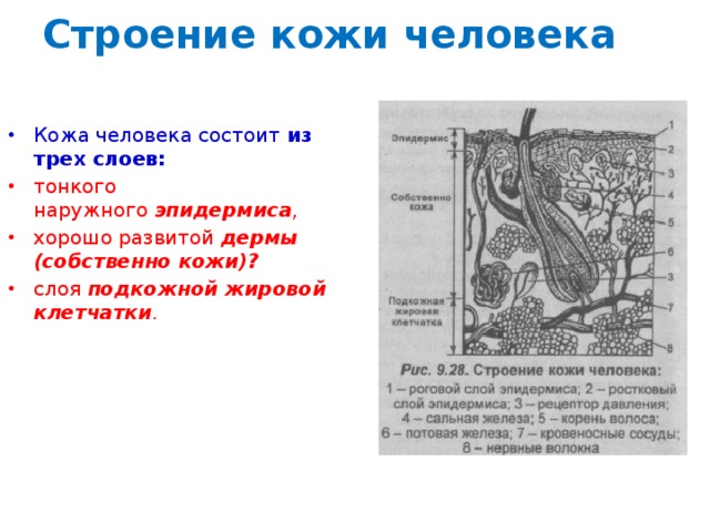 Строение кожи человека Кожа человека состоит из трех слоев: тонкого наружного  эпидермиса , хорошо развитой  дермы (собственно кожи)? слоя  подкожной жировой клетчатки . 