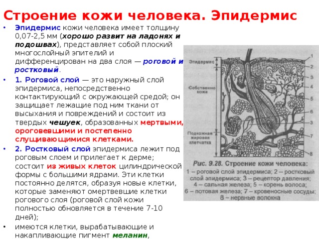 Строение кожи человека. Эпидермис Эпидермис  кожи человека имеет толщину 0,07-2,5 мм ( хорошо развит на ладонях и подошвах ), представляет собой плоский многослойный эпителий и дифференцирован на два слоя —   роговой и ростковый . 1. Роговой слой  — это наружный слой эпидермиса, непосредственно контактирующий с окружающей средой; он защищает лежащие под ним ткани от высыхания и повреждений и состоит из твердых  чешуек , образованных мертвыми, ороговевшими и постепенно слущивающимися клетками. 2. Ростковый слой  эпидермиса лежит под роговым слоем и прилегает к дерме; состоит  из живых клеток цилиндрической формы с большими ядрами. Эти клетки постоянно делятся, образуя новые клетки, которые заменяют омертвевшие клетки рогового слоя (роговой слой кожи полностью обновляется в течение 7-10 дней); имеются клетки, вырабатывающие и накапливающие пигмент  меланин , придающий коже цвет (он зависит от количества меланина и глубины его расположения) и защищающий организм от воздействия ультрафиолетовых лучей. 