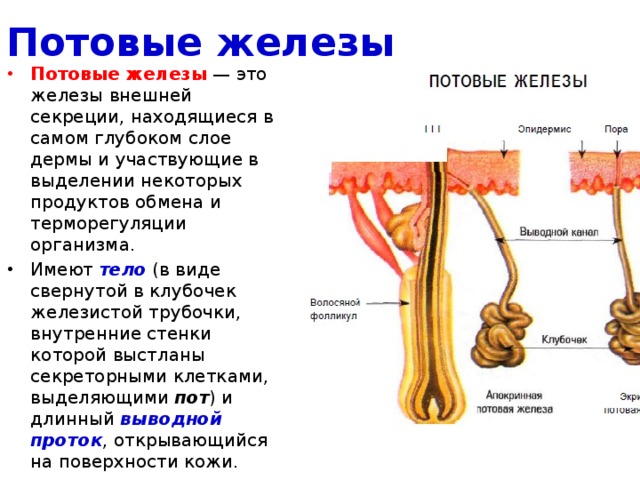 Потовые железы Потовые железы  — это железы внешней секреции, находящиеся в самом глубоком слое дермы и участвующие в выделении некоторых продуктов обмена и терморегуляции организма. Имеют  тело  (в виде свернутой в клубочек железистой трубочки, внутренние стенки которой выстланы секреторными клетками, выделяющими  пот ) и длинный  выводной проток , открывающийся на поверхности кожи. 