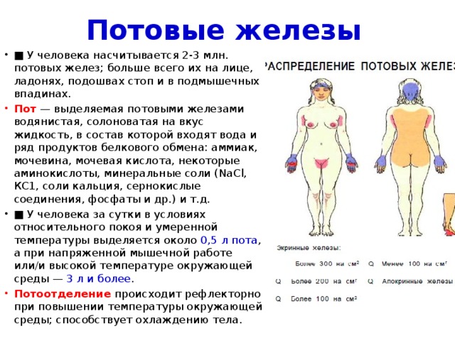 Потовые железы ■ У человека насчитывается 2-3 млн. потовых желез; больше всего их на лице, ладонях, подошвах стоп и в подмышечных впадинах. Пот  — выделяемая потовыми железами водянистая, солоноватая на вкус жидкость, в состав которой входят вода и ряд продуктов белкового обмена: аммиак, мочевина, мочевая кислота, некоторые аминокислоты, минеральные соли (NaCl, КС1, соли кальция, сернокислые соединения, фосфаты и др.) и т.д. ■ У человека за сутки в условиях относительного покоя и умеренной температуры выделяется около 0,5 л пота , а при напряженной мышечной работе или/и высокой температуре окружающей среды — 3 л и более . Потоотделение  происходит рефлекторно при повышении температуры окружающей среды; способствует охлаждению тела. 