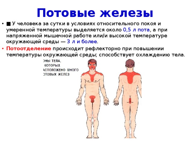 Потовые железы ■ У человека за сутки в условиях относительного покоя и умеренной температуры выделяется около 0,5 л пота , а при напряженной мышечной работе или/и высокой температуре окружающей среды — 3 л и более . Потоотделение  происходит рефлекторно при повышении температуры окружающей среды; способствует охлаждению тела. 