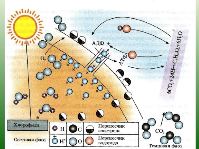 Зат алмасу презентация