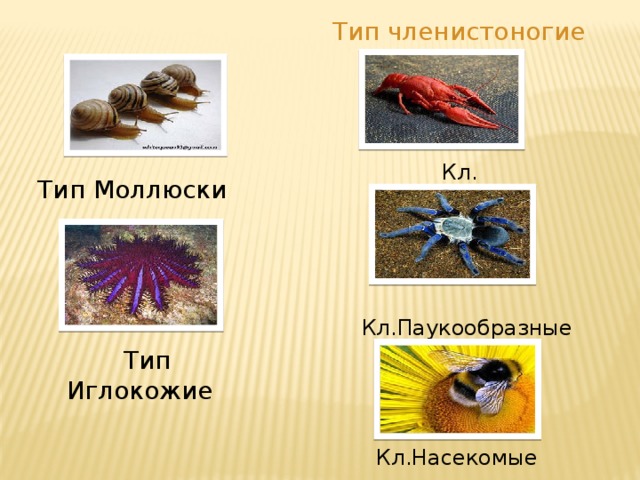  Кл.Паукообразные Тип членистоногие  Кл. Ракообразные Тип Моллюски Тип Иглокожие Кл.Насекомые 