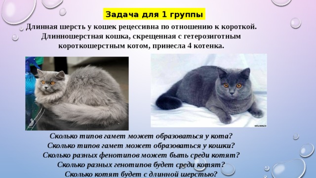 Селекционер скрестил кошку чистой линии с черным. Кошки с короткой шерстью. У кошек длинная шерсть рецессивная по отношению к короткой. Длинная шерсть у кошек рецессивна по отношению. Кошка с длинной шерстью.