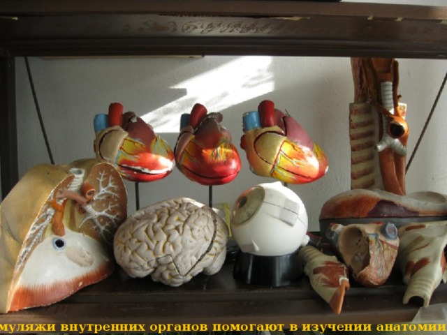 Модели и муляжи внутренних органов помогают в изучении анатомии человека .