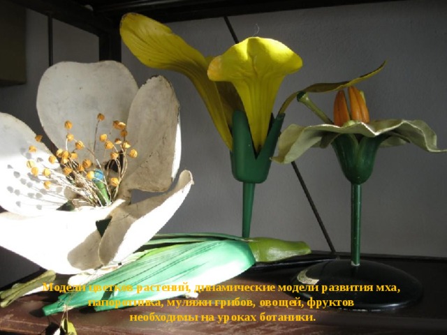 Модели цветков растений, динамические модели развития мха, папоротника, муляжи грибов, овощей, фруктов необходимы на уроках ботаники.