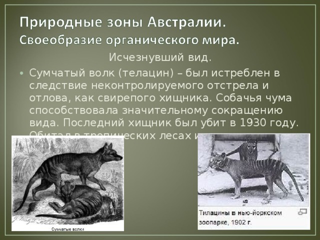 Исчезнувший вид. Сумчатый волк (телацин) – был истреблен в следствие неконтролируемого отстрела и отлова, как свирепого хищника. Собачья чума способствовала значительному сокращению вида. Последний хищник был убит в 1930 году. Обитал в тропических лесах и саваннах. 