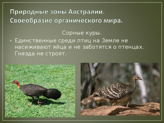 Сорные куры. Единственные среди птиц на Земле не насиживают яйца и не заботятся о птенцах. Гнезда не строят. 