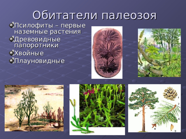 Обитатели палеозоя Псилофиты – первые наземные растения Древовидные папоротники Хвойные Плауновидные 
